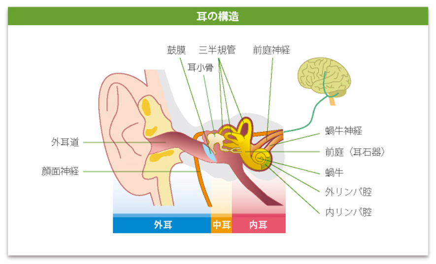 耳の構造