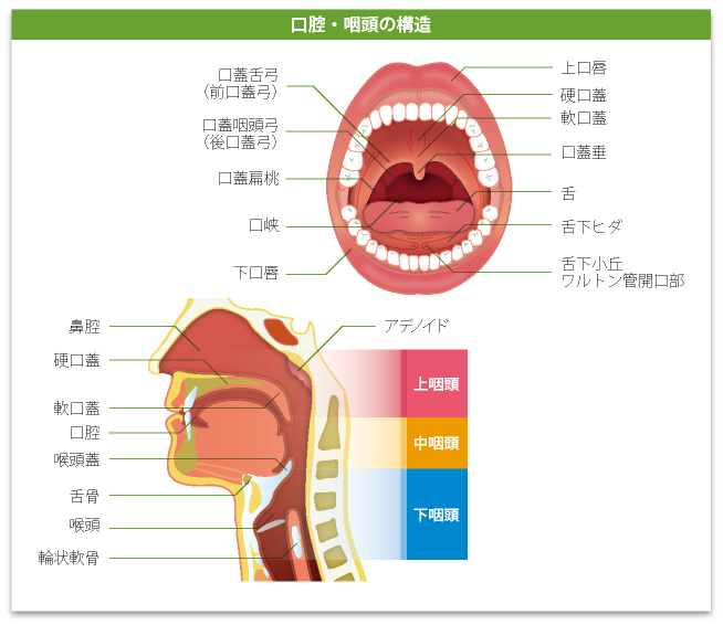 口腔・咽頭の構造