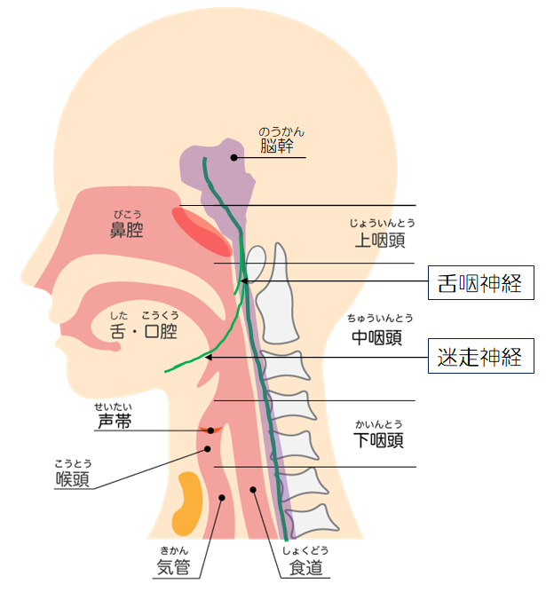 上咽頭の位置