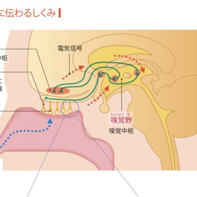 首の病気 しこり 腫れ 菊池病 木戸みみ はな のどクリニック 神戸市東灘区の耳鼻咽喉科